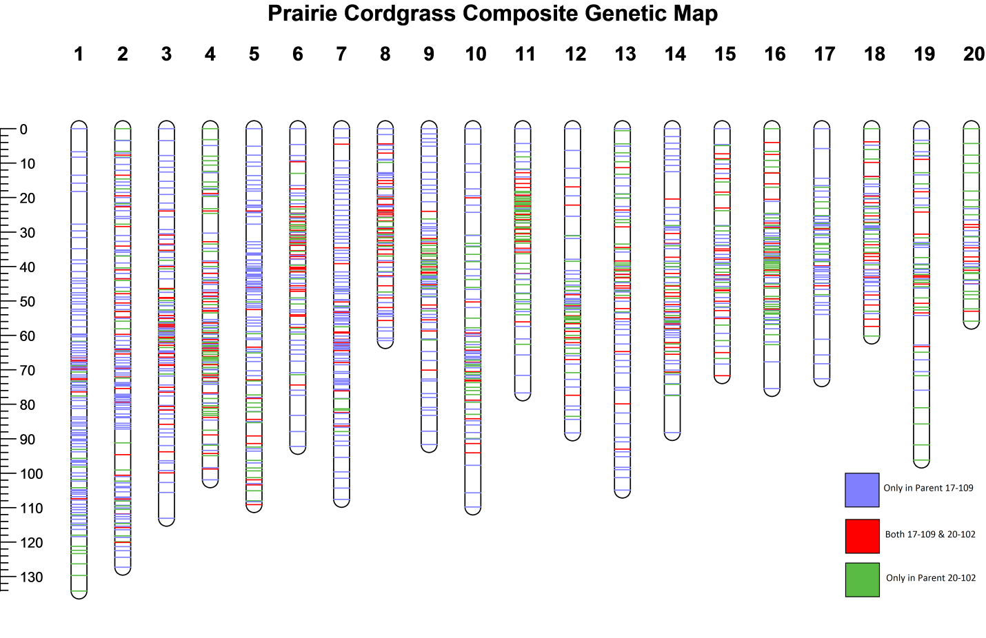 Composite genetic map